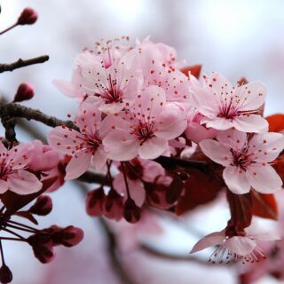 Curso  IKIGAI- O PODER DO PROPÓSITO