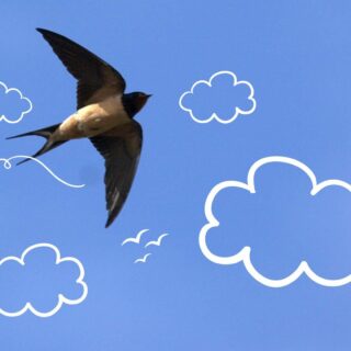 Projeto Acolher: LEVEZA