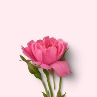 GRUPO DE ESTUDO DA VIDA