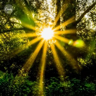 CONSTELAÇÃO ANIMICA COLETIVA: NUTRIÇÃO