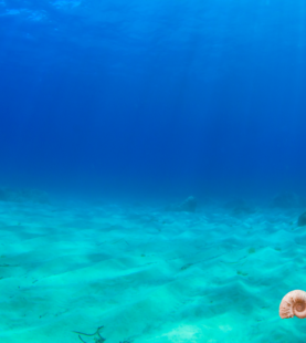 FLUIR: MOVIMENTO ANÍMICO