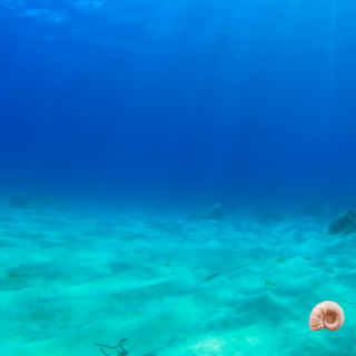 FLUIR: MOVIMENTO ANÍMICO